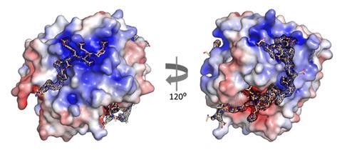 Crystallographic structure of XChimera, color-coded by electrostatic potential. The right-hand structure is rotated 120 degrees from the left, revealing different surface and internal features.