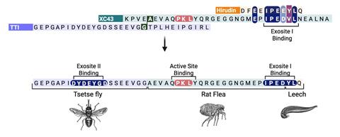 Protein sequences from the tsetse fly, rat flea and leech, highlighting regions that correspond to exosite I, exosite II and the active site