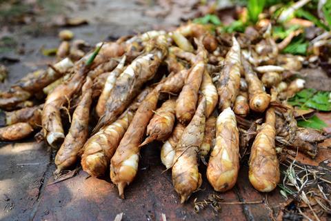 Arrowroot crop in Bermuda