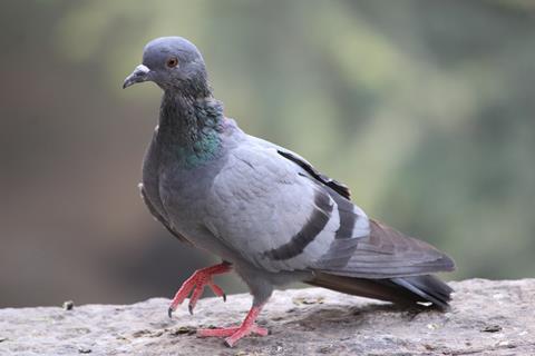 Close up of a pigeon 