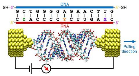 DNA