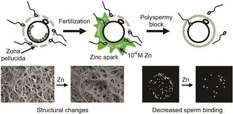 c6ib00212a zinc sparks prevents polyspermy - Main