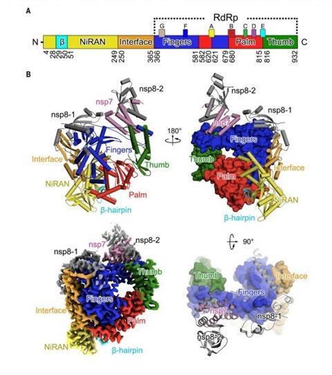 Structural basis of RNA cap modification by SARS-CoV-2