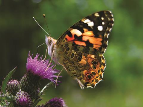 Painted lady butterfly (Vanessa Cardui)