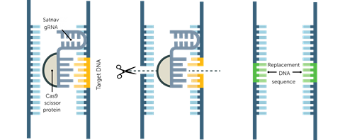 cw sept18 feature crispr diagram recolour grey