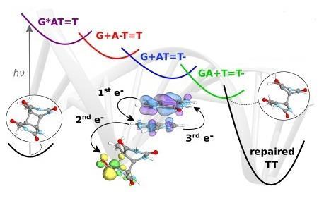 Sequential electron transfer governs the UV induced self repair of DNA photolesions