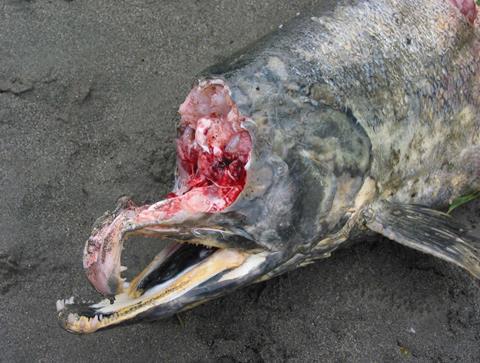 Chum salmon selective foraging by Grizzly bears