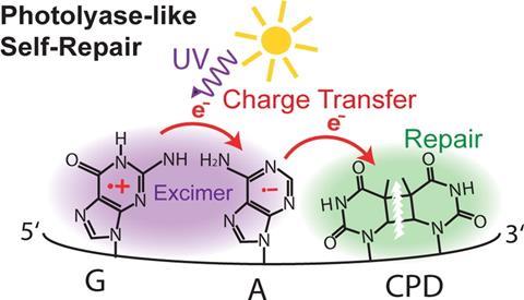 A scheme showing the photolyase-like self-repair process