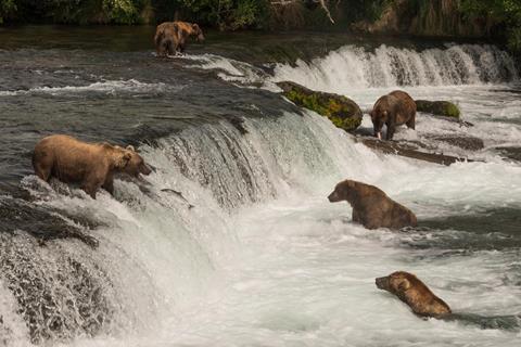 Grizzly bears fishing in river