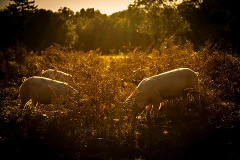 Pannage pigs in the New Forest at dusk