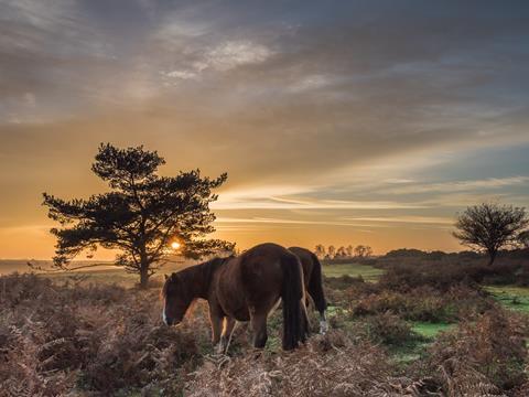 Ponies in the New Forest at dusk