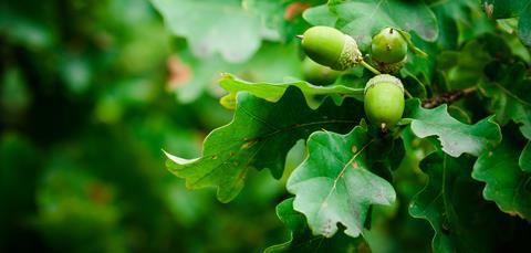 Oak acorns and leaves