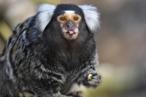 A marmoset monkey sticking its tongue out