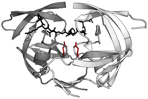 Structure of the dimeric aspartic protease HIV-1 protease in white and grey, with peptide substrate in black and active site aspartate side chains in red