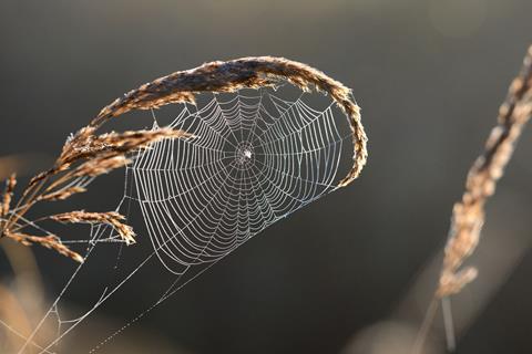 Spider web