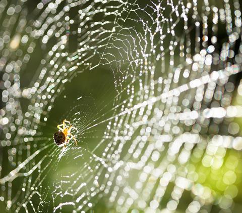 Spider in web