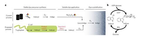 A glucosyl protecting group enables control over the timing and location of indigo dyeing.