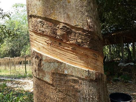 A tree with bark removed to extract latex