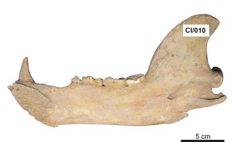 A photograph of the brown bear mandible analysed in the study