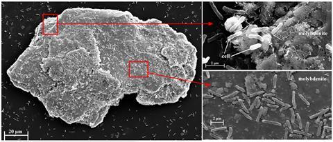 A greyscale image of microbes on a rock