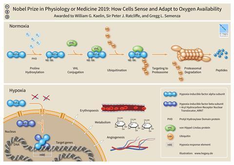 Nobel Prize in Physiology or Medicine 2019: How Cells Sense and Adapt to Oxygen Availability