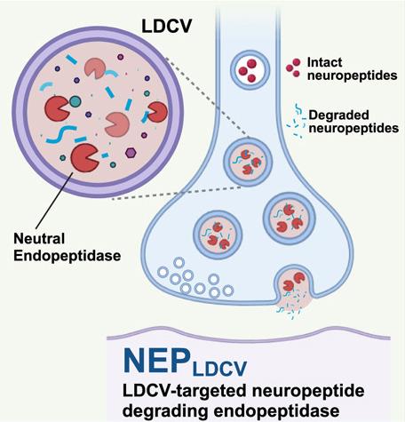 LDCV-targeted neuropeptide degrading endopeptidase