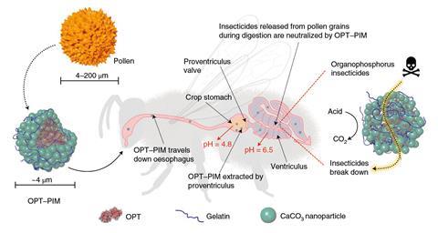 A schematic of the passage of microparticles through a bee digestive tract