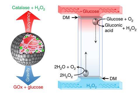 Oscillatory motion of organoclay/DNA microcapsules