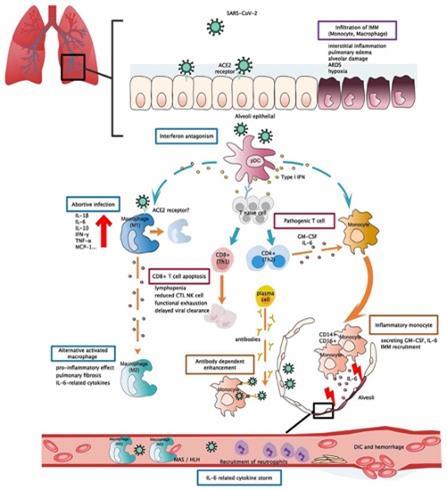 Single-dose therapeutic interfering particle lowers SARS-CoV-2 pathogenesis  and shedding among hamsters