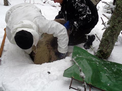 Bear being pulled out of its den by scientists in a snowy woodland