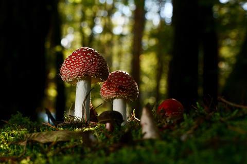 Fly agaric mushroom, Amanita muscaria