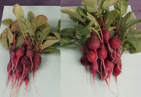 Two bunches of radishes, one grown naturally and one with the aid of the bionic leaf fertiliser system. The aided radishes are considerably larger than the naturally grown ones