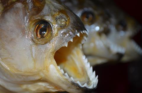 Red-bellied Piranha, mouth open to show the teeth