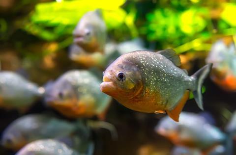 Piranha (Colossoma macropomum) in an aquarium on a green background