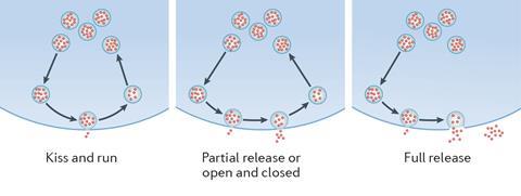 Synapse Chemistry - Exocytosis