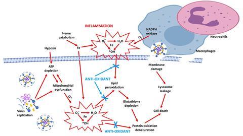 Knowledge from human relevant cell, tissue and mathematics-based methods as  key tools for understanding COVID-19 | Book