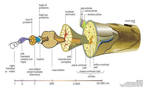 Illustrated diagram titled “The Structure of a Merino Wool Fibre,” showing a left‑to‑right breakdown of the fibre’s hierarchical structure from nanoscale proteins to the whole fibre. On the far left are protein components labelled low‑sulfur (low‑S), high‑tyrosine (high‑tyr), and high‑sulfur (high‑S) proteins, alongside a right‑handed alpha helix forming a left‑handed coiled‑coil rope. This assembles into a microfibril (intermediate filament), embedded in a matrix, which bundles into a macrofibril. The macrofibril connects via a cell membrane complex and contains a nuclear remnant. Moving outward, the fibre consists of cortical cell types labelled para‑cortical cell, ortho‑cortical cell, and meso‑cortical cell, together forming the cortex. The outer cuticle layers are labelled endocuticle, exocuticle, and epicuticle. The far right shows the intact fibre with an arrow indicating the root end. A scale bar along the bottom marks sizes from 1 to 20,000 nanometres.
