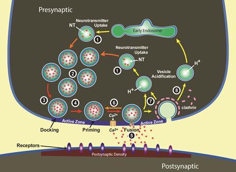 Synapse Chemistry - Synaptic vesicle cycle