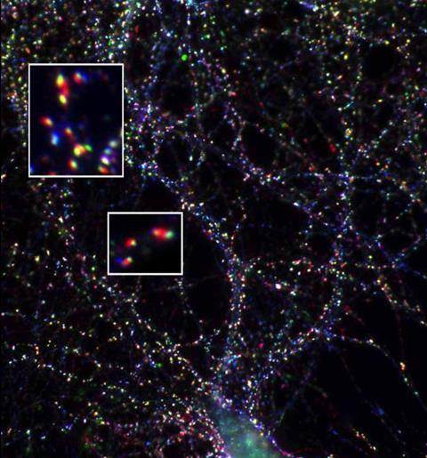 Synapse Chemistry - Bassoon protein in a neuron