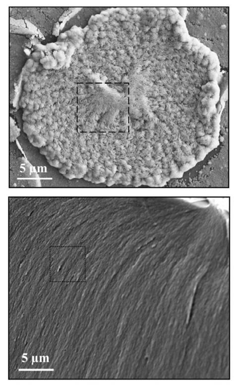 Microstructural characterization of mineralized spherulitic structures on keratin films