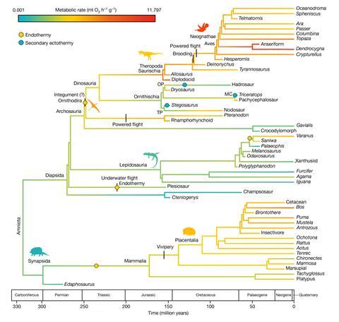 A phylogenetic tree showing how mammals, reptiles and dinosaurs including birds diverged