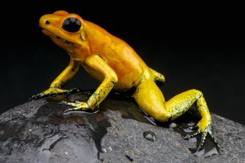 Golden dart frog - Phyllobates terribilis 