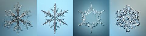 Macro photographs of snowflakes with various crystal structures