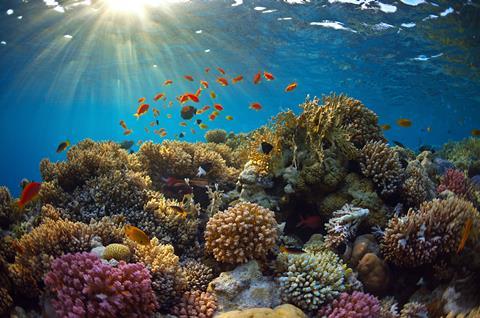 Coral reef with fish