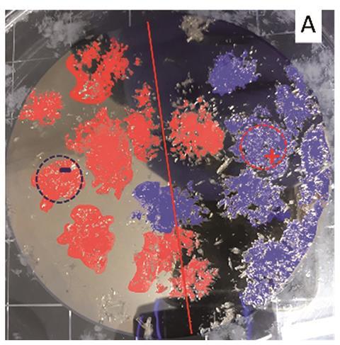 Racemic solution of Glu:HCl crystallized on a Ni/Au surface. In red are D-Glu:HCl crystals; in blue are L-Glu:HCl crystals