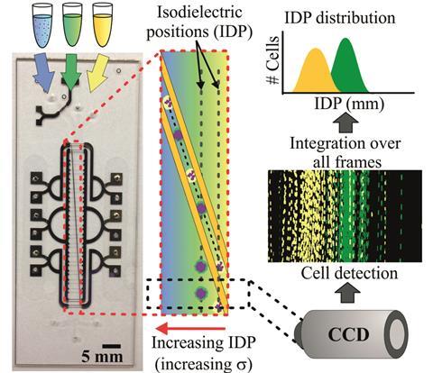 detecting sepsis with electrochemical monitoring