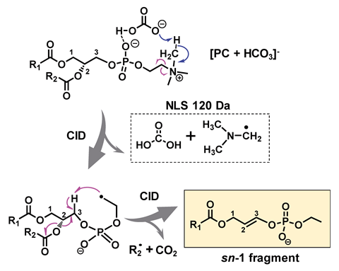 An image showing the radical-directed fragmentation pathway