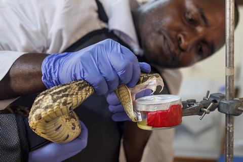 A Kenyan scientist harvests venom from a snake in a lab environment