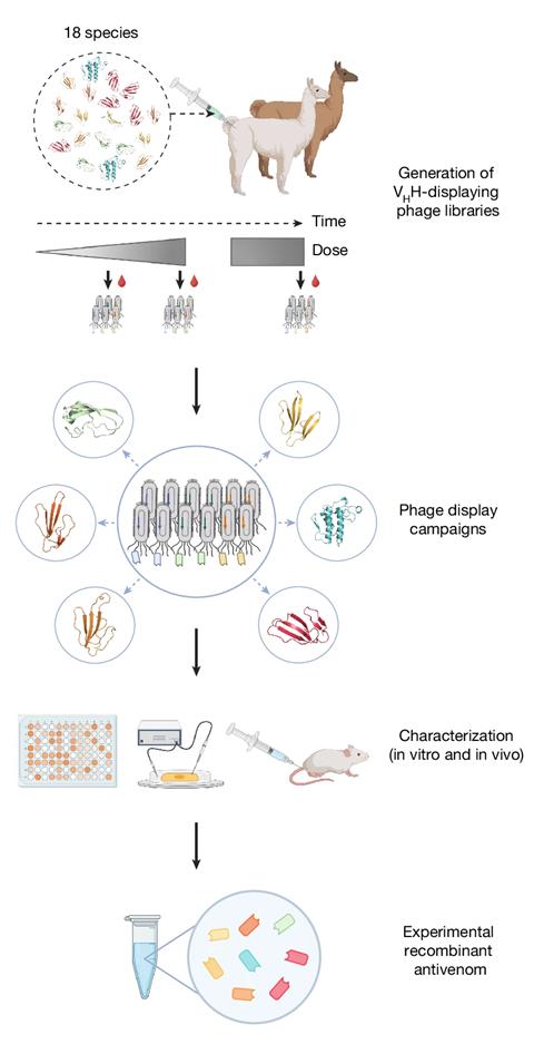 Schematic overview of the pipeline used for the development of the experimental recombinant antivenom. An alpaca and a llama were immunized with a mixture of whole venoms from 18 elapid snakes to generate immune VHH-displaying phage libraries for discovery of VHHs with broad cross-reactivity and high affinity. The VHHs were characterized in vitro and in vivo, and eight VHHs were chosen and combined into an experimental recombinant antivenom.