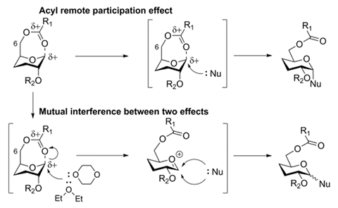 An image showing the proposed mechanism for loss efficacy of remote acyl participation effects and solvent effects